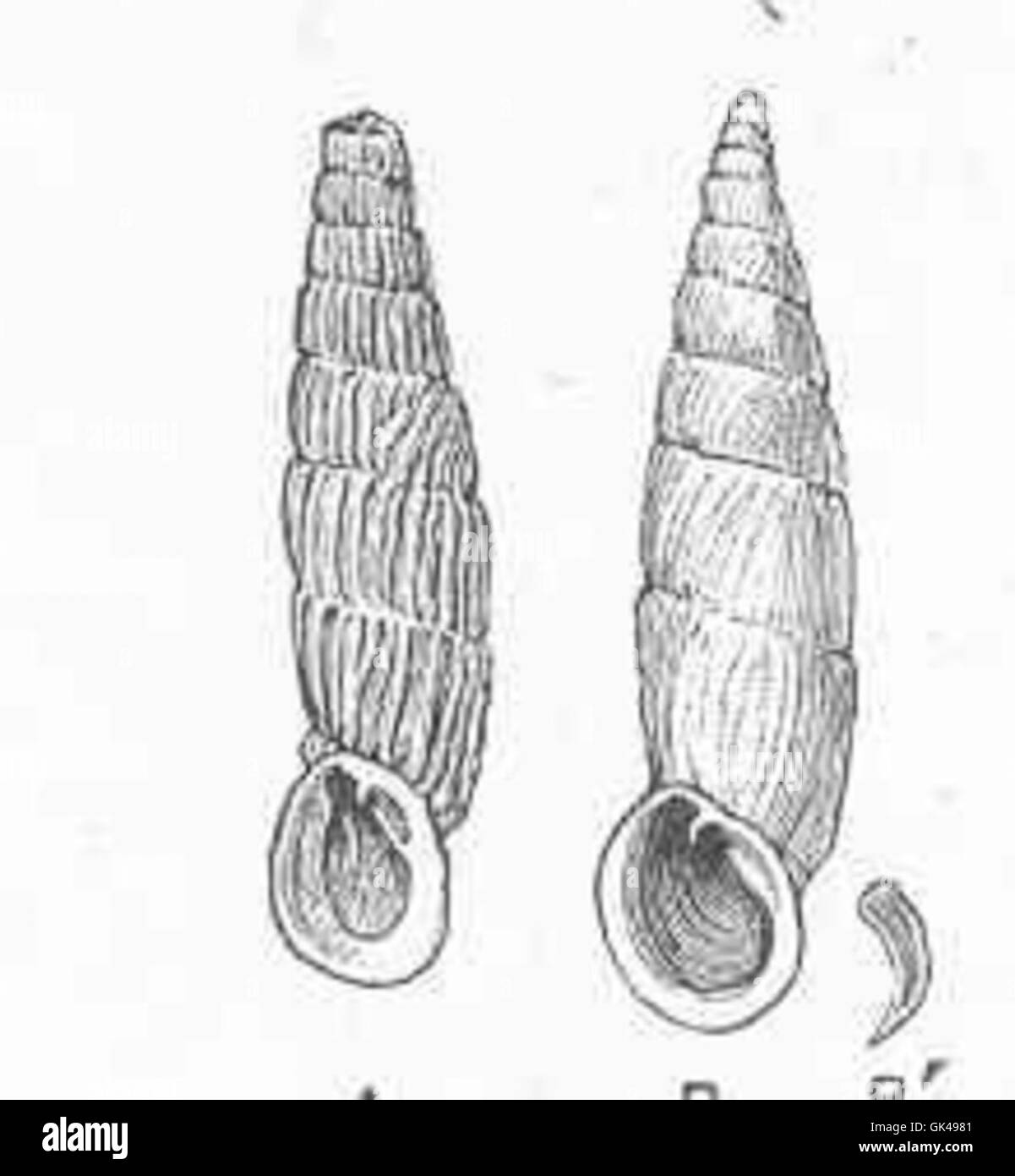 Clausilia crassicosta Ben ist eine Art von Landschnecke, die in Sizilien, Italien, vorkommt. Diese Schnecke ist bekannt für ihre dicken, gerippten Muscheln und findet sich typischerweise in felsigen, küstennahen Lebensräumen. Stockfoto