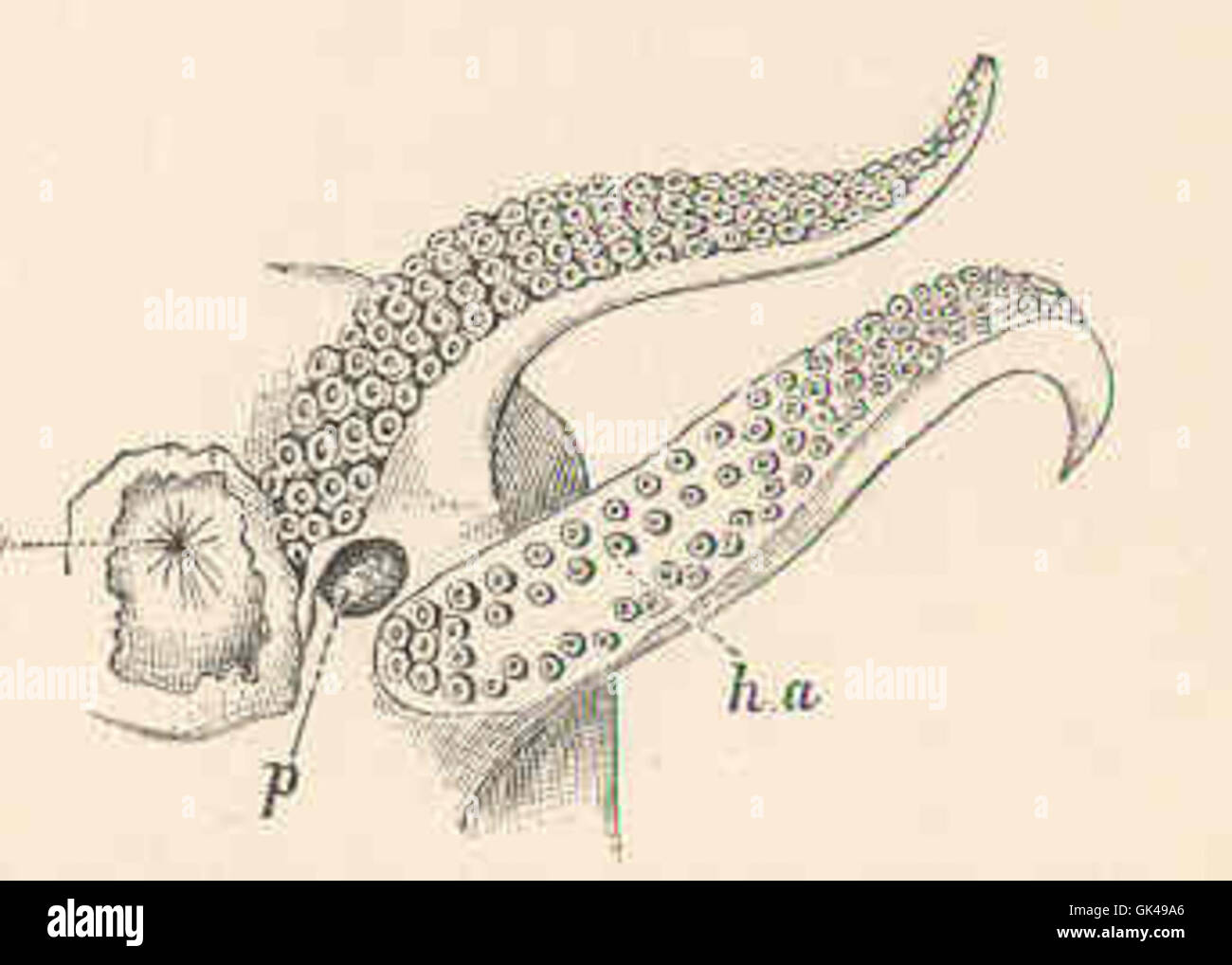 48755 Hetocotylised Arm (h, einem) von Sepia Officinalis L, im Gegensatz zu einer gewöhnlichen Traubeneichen Wappen gezeigt Stockfoto