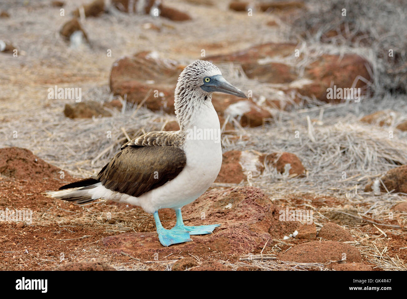 Blue-footed Booby (Sula nebouxii), Galapagos Islands National Park, North Seymore Insel, Ecuador Stockfoto