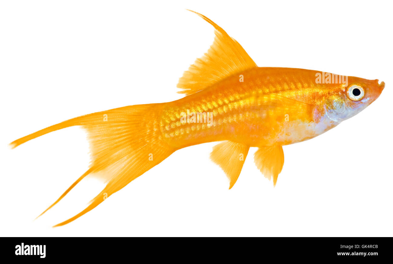 Haustier Aquarienfische Stockfoto