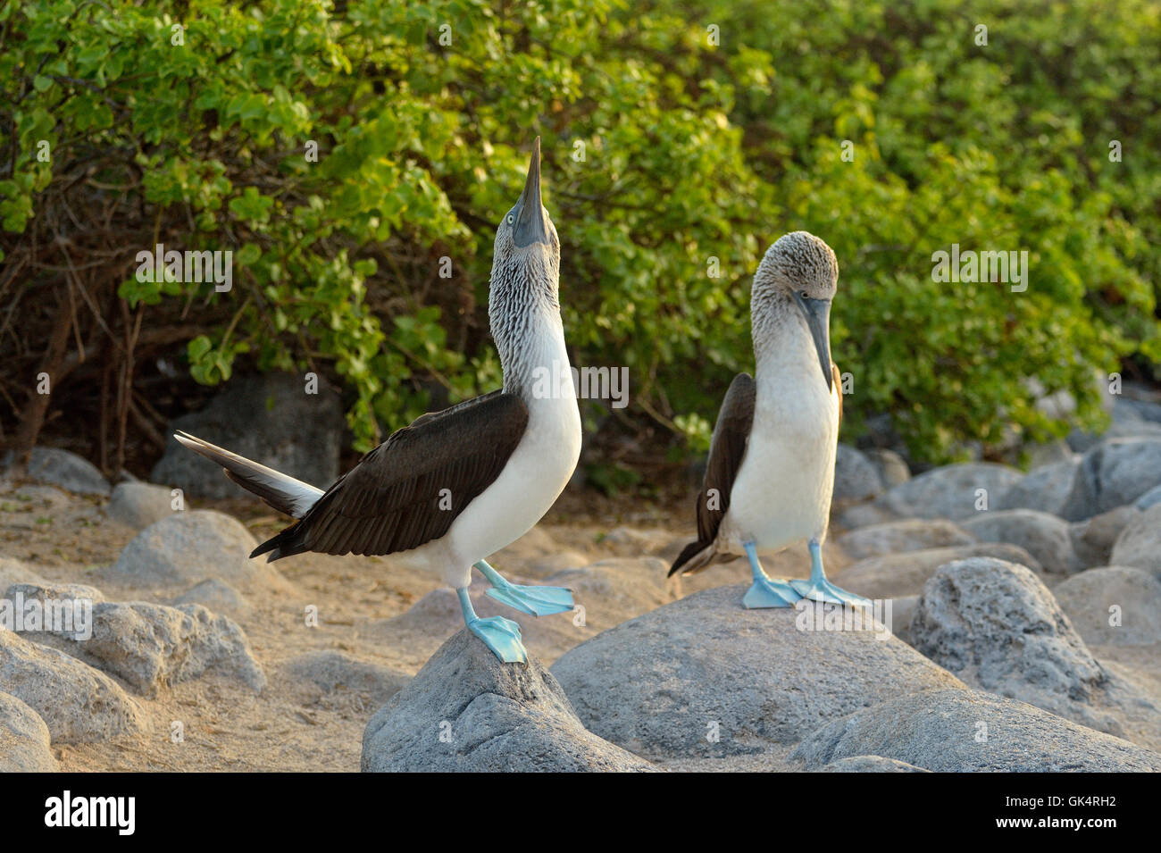 Blue-footed Booby (Sula nebouxii) Courtship Ritual, umwerben, Galapagos Islands National Park, San Cristobal, die Insel Lobos, Ecuador Stockfoto