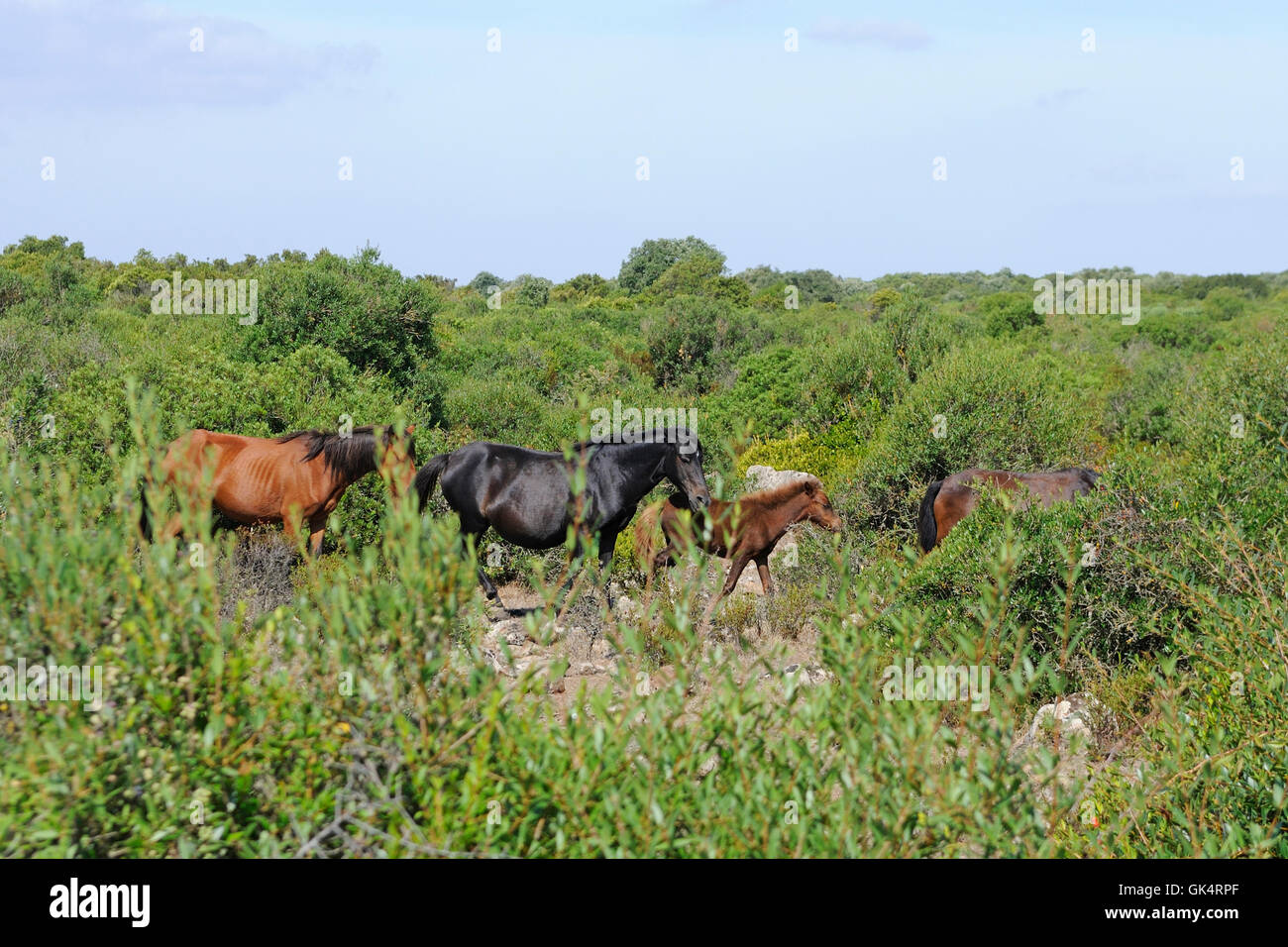 Wildpferde in der Giara Hochebene Giara di Gesturi, Gesturi, Sardinien, Italien, Europa Stockfoto