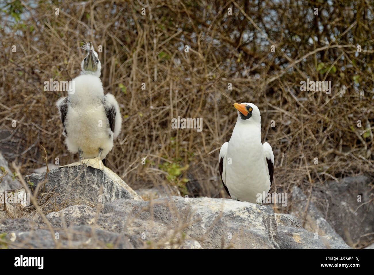 Nazca Booby (Sula Granti) junge und Erwachsene, Galapagos Islands National Park, Espanola (Haube) Island, Punta Suarez, Ecuador Stockfoto