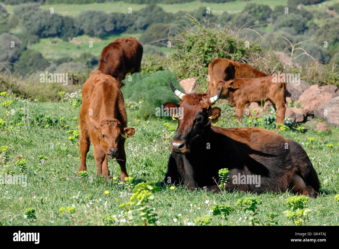 Kuh und Kalb von roter Ochse essen in die sardische Landschaft Stockfoto