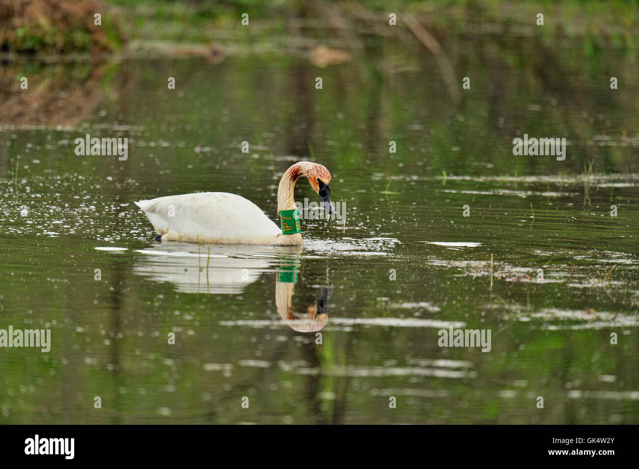 Trompeter Schwan (Cygnus Buccinator) bummeln in den Feuchtgebieten Boxley Tal, Buffalo National River, Arkansas, USA Stockfoto