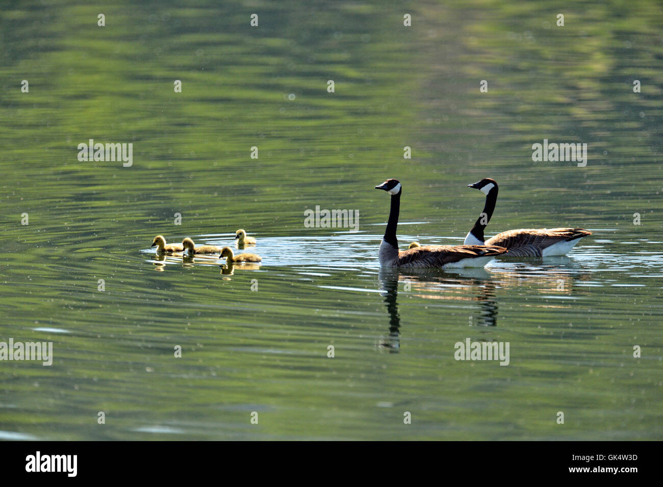 Kanadagans (Branta Canadensis) Erwachsene und Gänsel, Marble Falls, Texas, USA Stockfoto