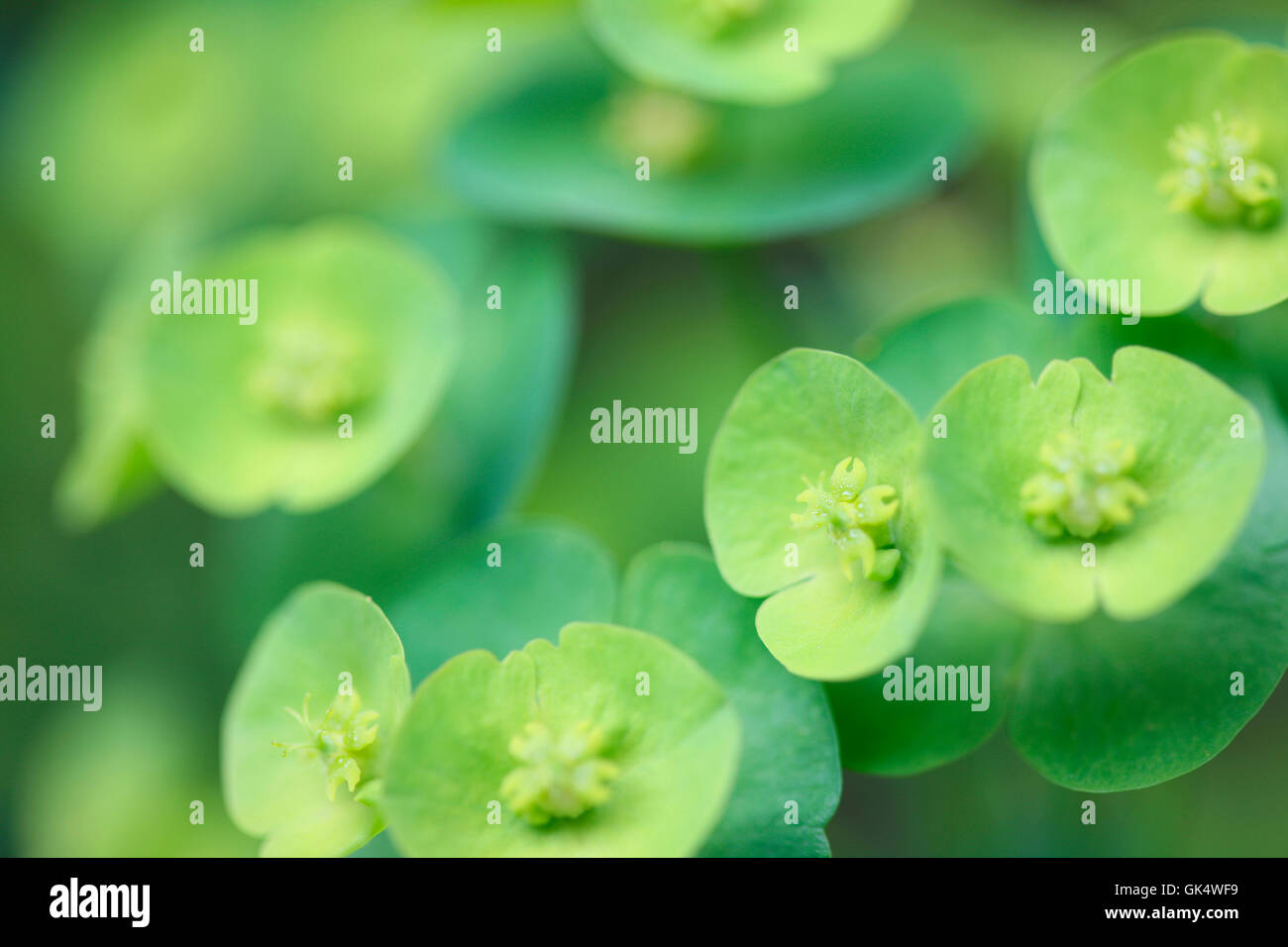 reichlich immergrünen Euphorbia Rosetten, abgerundeten Büschel gelb-grüne Blüten Jane Ann Butler Fotografie JABP1588 Stockfoto