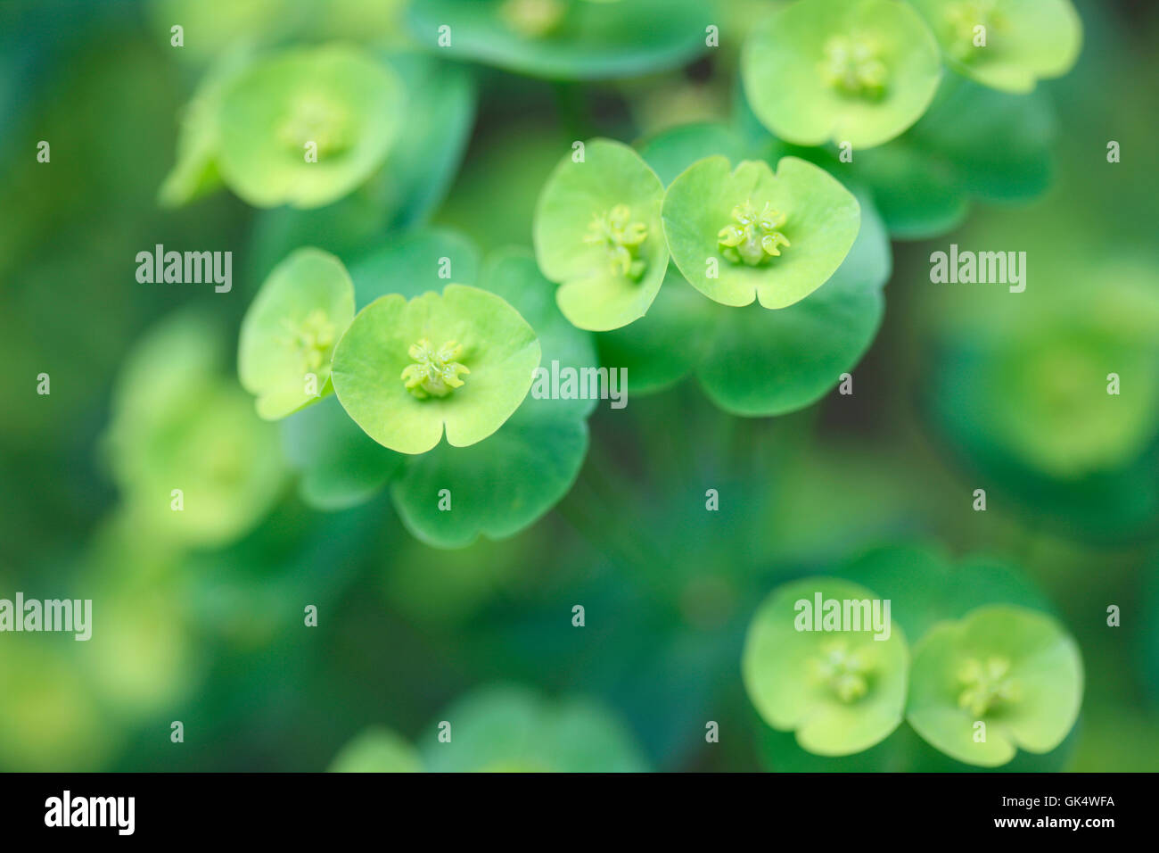 reichlich immergrünen Euphorbia Rosetten, abgerundeten Büschel gelb-grüne Blüten Jane Ann Butler Fotografie JABP1587 Stockfoto