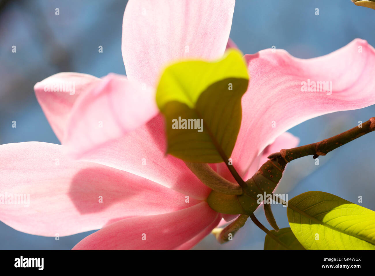 wunderschöne Magnolie Blume blauen Frühlingshimmel Jane Ann Butler Fotografie JABP1594 Stockfoto