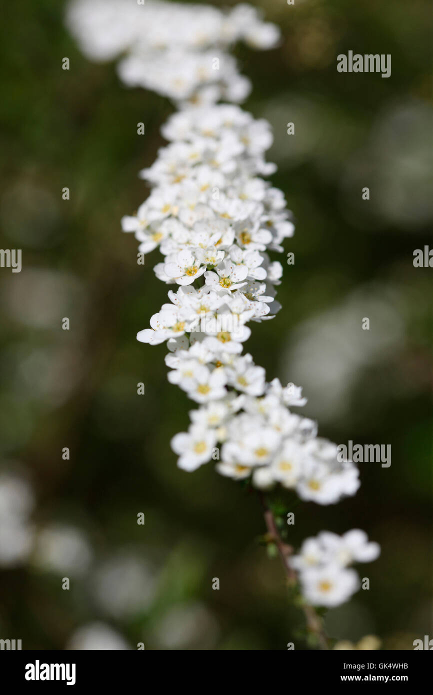 weiß blühende Zweig der Frühling Blüte Spiraea 'Grefsheim' Jane Ann Butler Fotografie JABP1591 Stockfoto