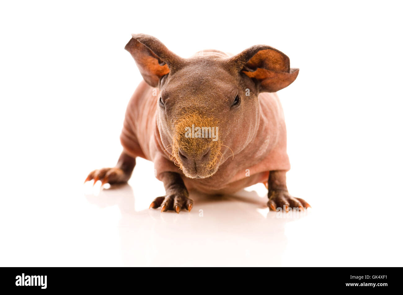 Tier Haustier haarlos Stockfoto