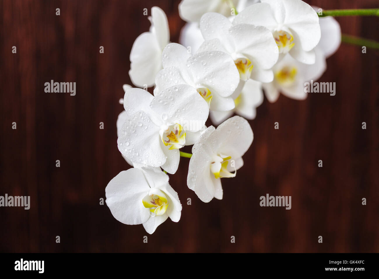 Weiße Orchidee Blume mit Tropfen auf einem hölzernen Hintergrund, Nahaufnahme Stockfoto