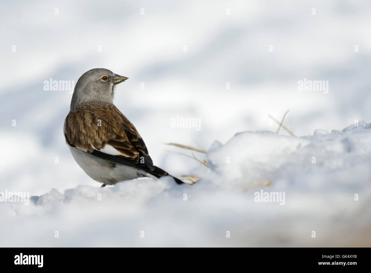 Weiß-winged Snowfinch / Schneesperling (Montifringilla Nivalis) im Schnee bedeckt umliegenden Zuschauern auf. Stockfoto