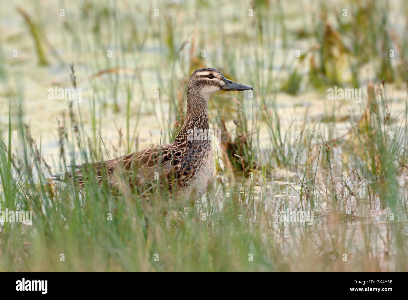 Aufmerksame Garganey Ente ( Anas querquedula ), weiblich, sitzt in seichten Gewässern zwischen Schilfgras, Tierwelt, Europa. Stockfoto