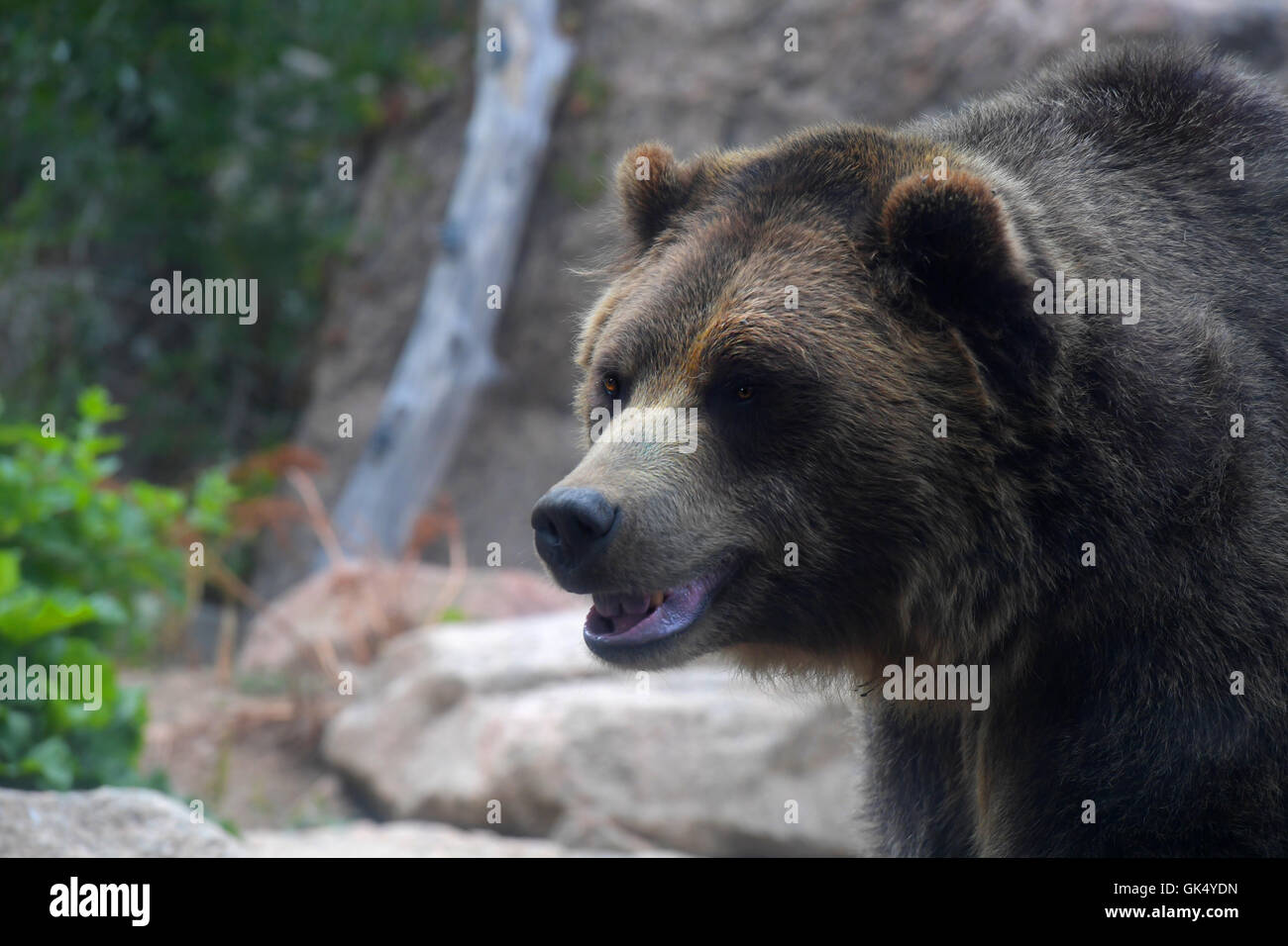 Kopf des Grizzly Bären in ihrer natürlichen Umgebung Stockfoto