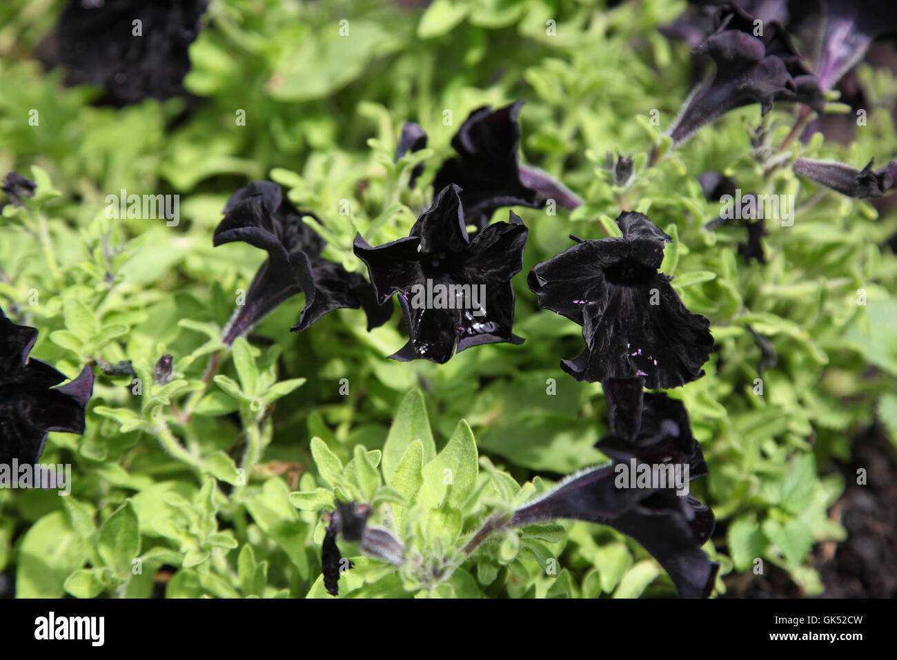 Schwarze Blumen, Petunien. Truskawez. Ukraine Stockfoto