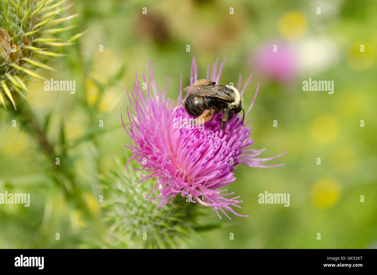 Biene auf Bull Distel. Stockfoto