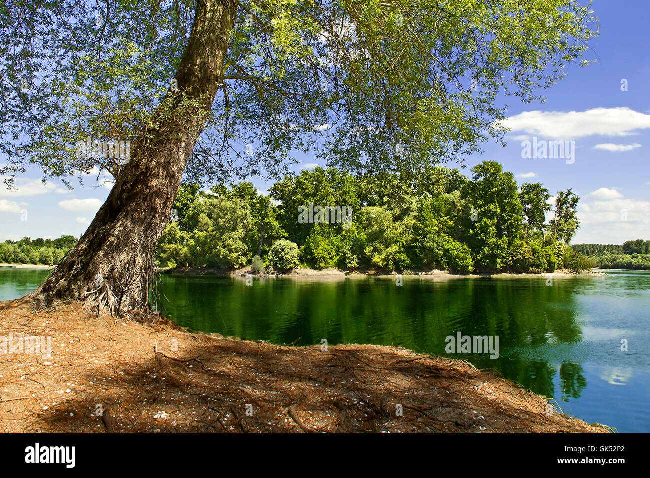 Baum-Sommer sommerlich Stockfoto