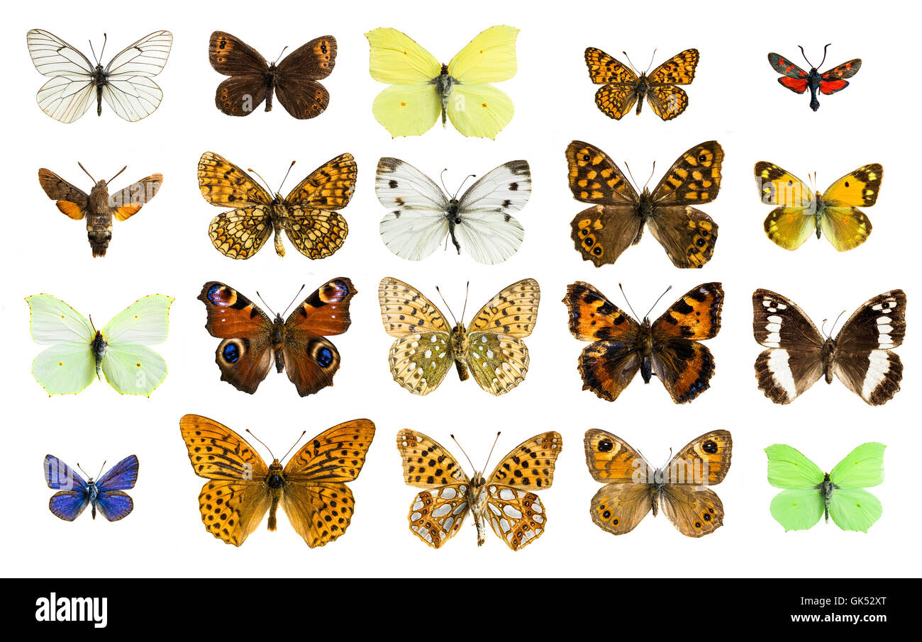 Different butterfly species -Fotos und -Bildmaterial in hoher Auflösung –  Alamy
