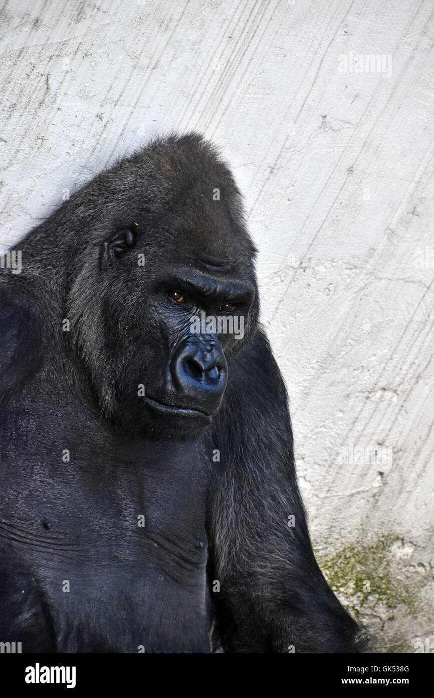 Ein männlicher Gorilla im Zoo, sitzend, Nahaufnahme Hochformat Blick in die Kamera Stockfoto