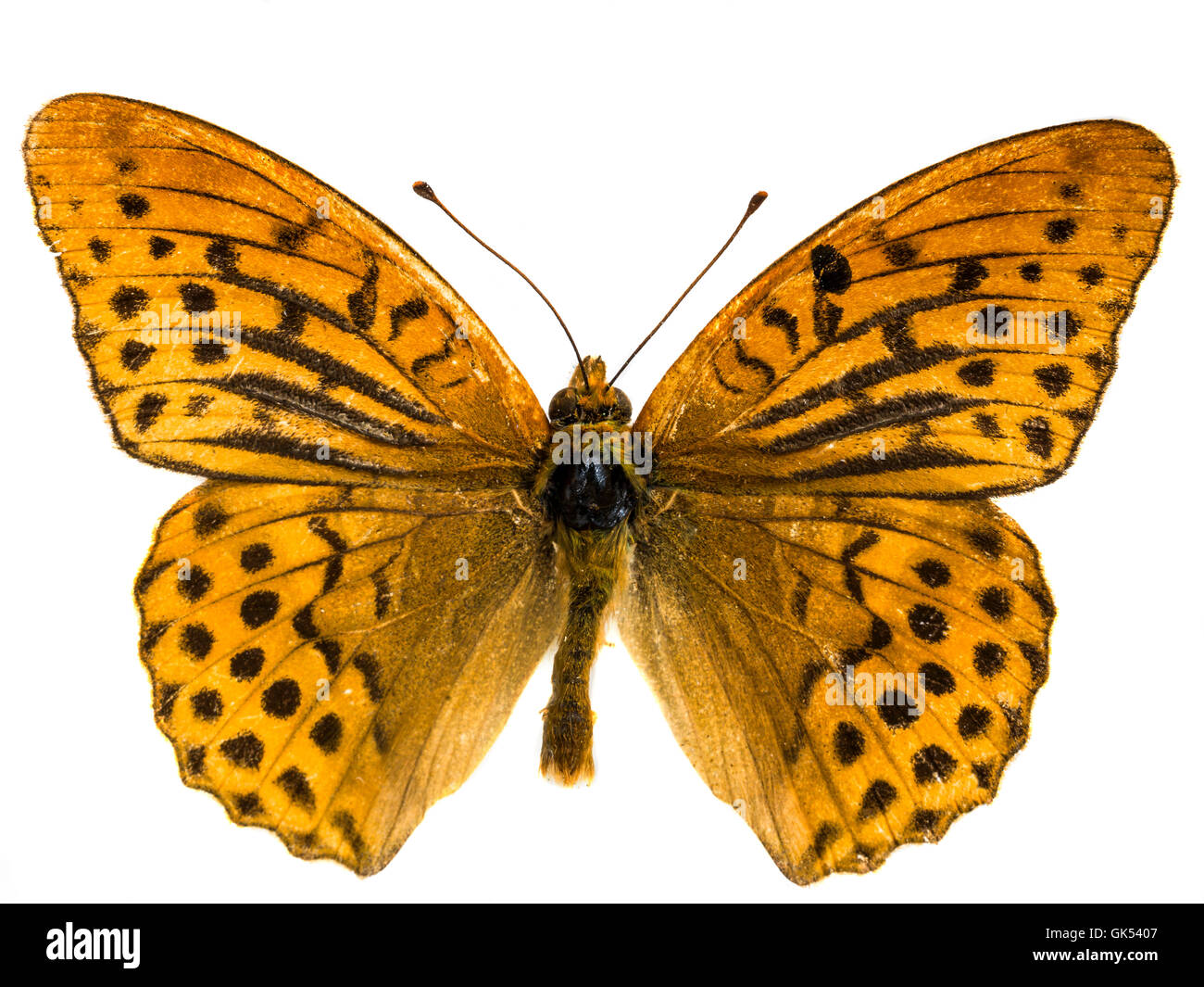 Argynnis adippe Stockfoto