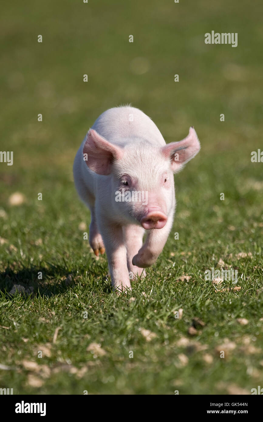 Schweinchen Piggy Wiese Stockfoto