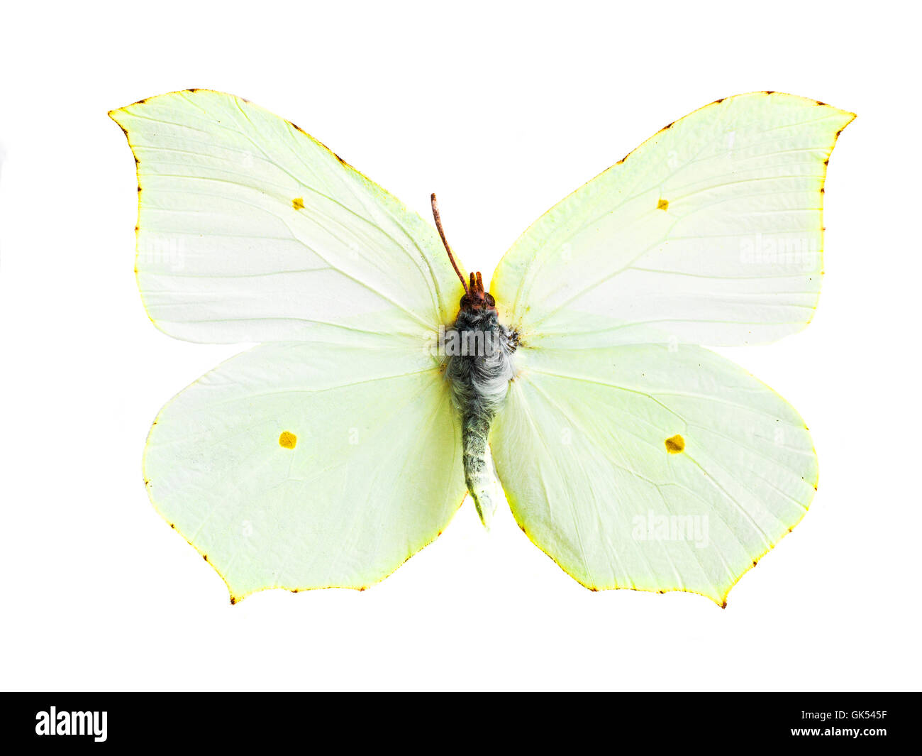 Gonepteryx Cleopatra Stockfoto