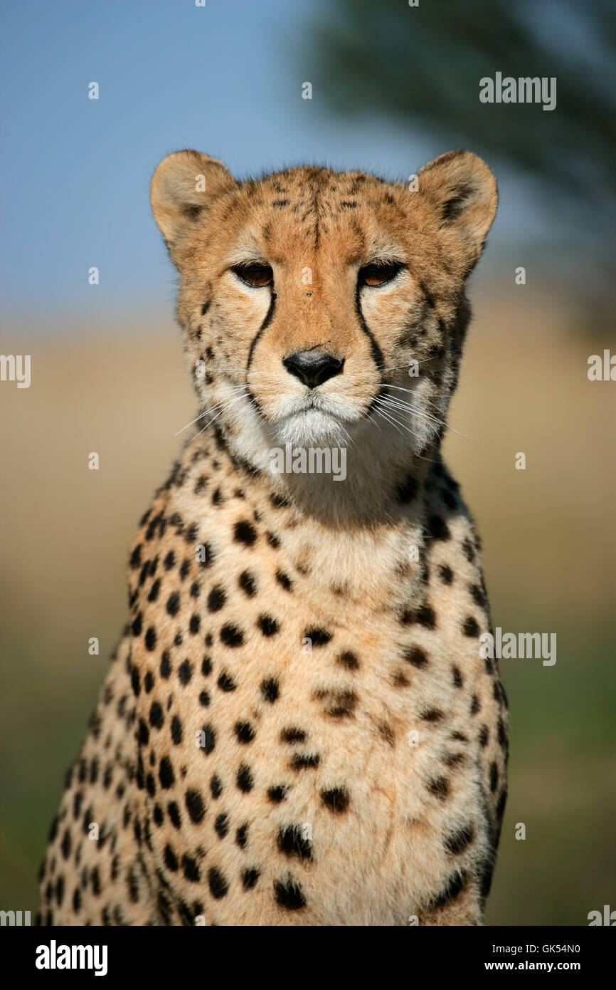 Afrika-Porträt-Natur Stockfoto