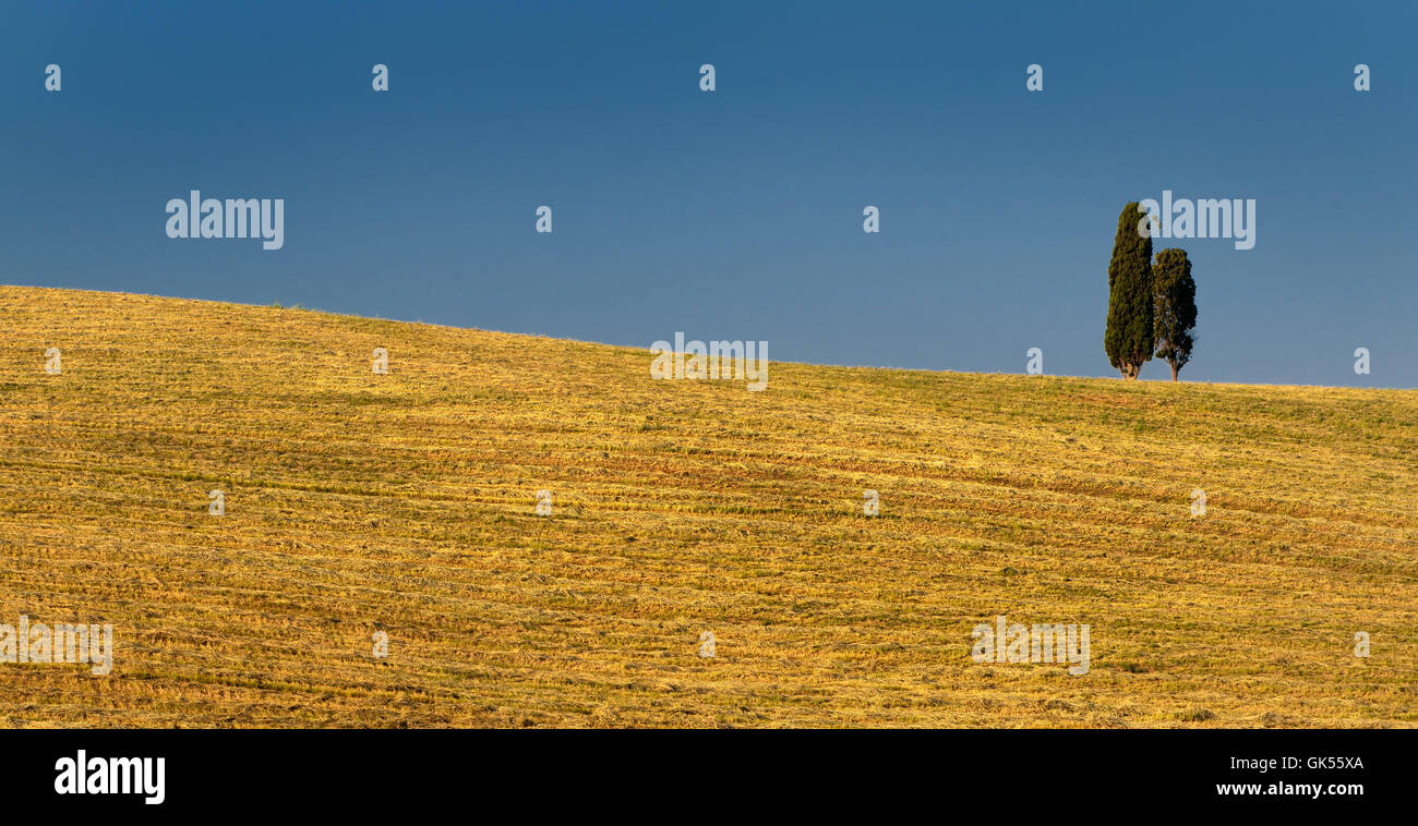 zwei Zypressen Stockfoto