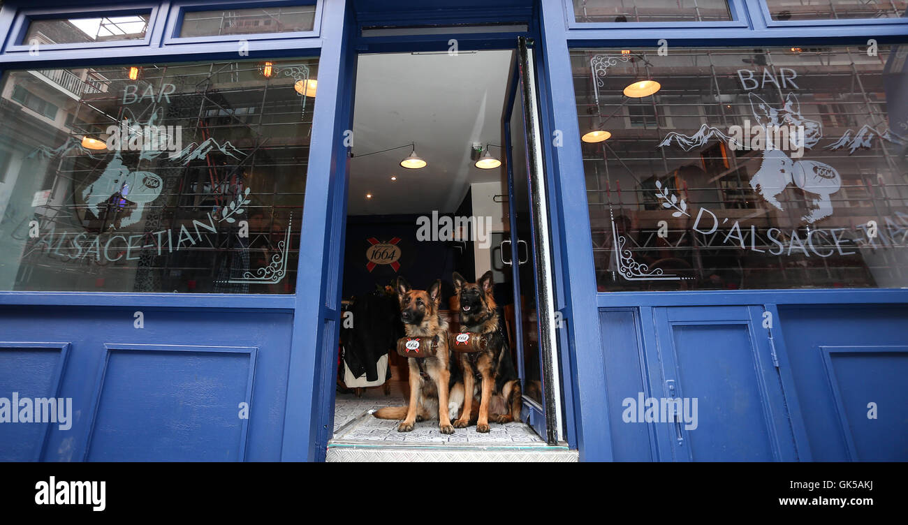 Kronenbourg 1664 eröffnen Pop bar Bar d ' Alsace-Tian in Soho, London. Die Bar hat zwei sehr clever elsässischen Hunde als Kellner beschäftigt, die Bier an durstige Kunden liefern, von einer Flasche in einem Fass befestigt um den Hals tragen. Bar d ' Alsace-Tian ich Stockfoto