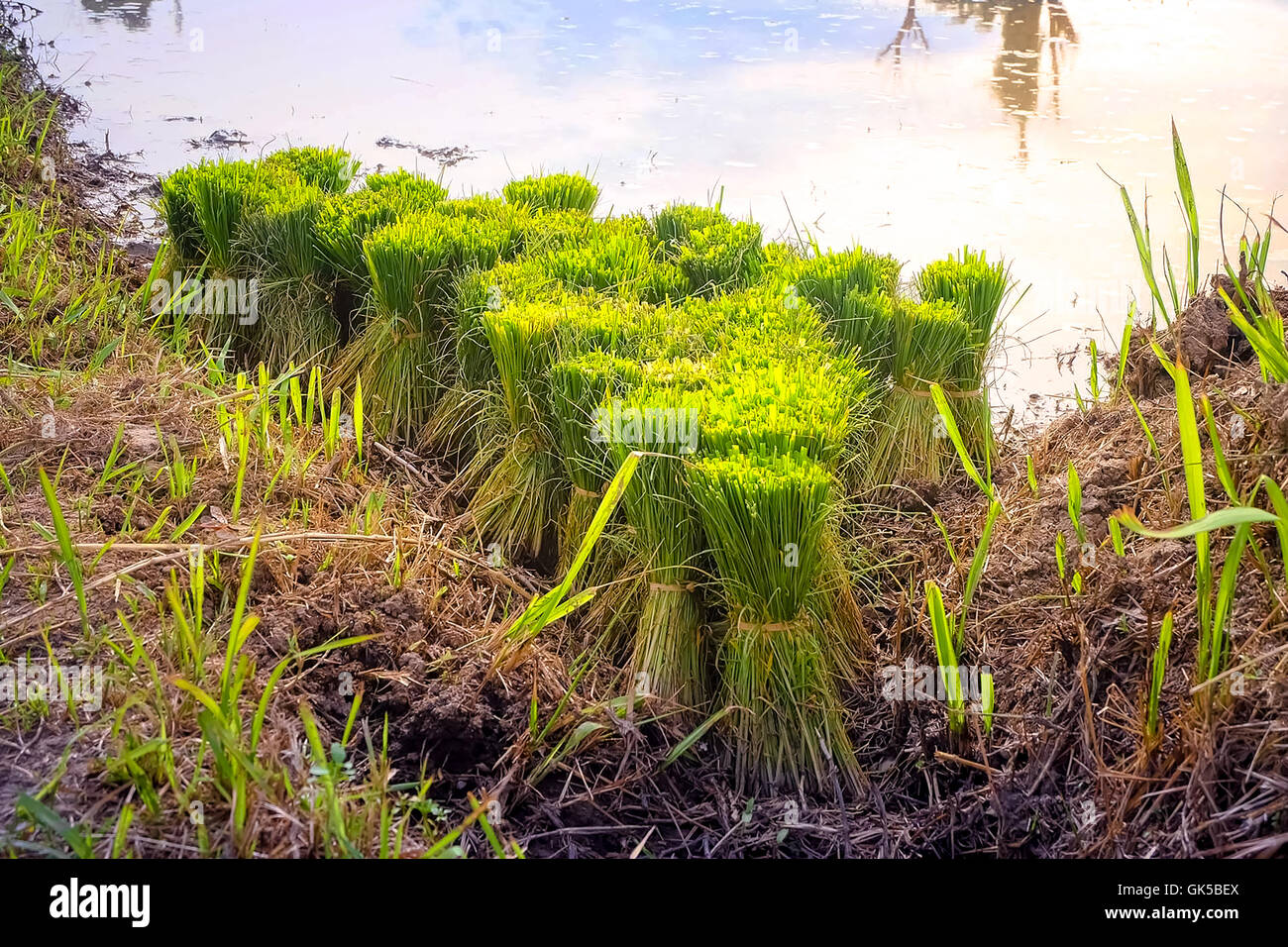 die grüne Reis im Feld Reis Hintergrund Stockfoto