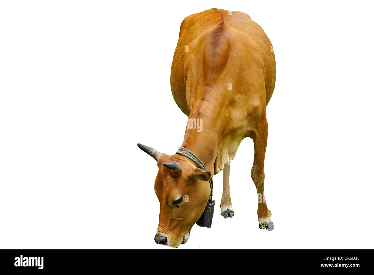 tierische rote Kalb Kind Kuh Bauernhof Landwirtschaft Stockfoto