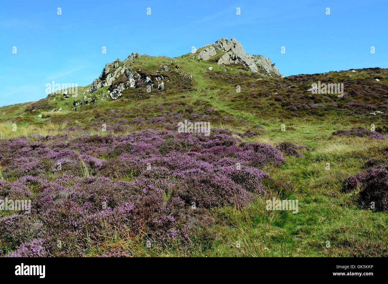 Spaziergang durch Heather Foel Drygarn Burgberg Preseli Hills Pembrokeshire Wales Stockfoto