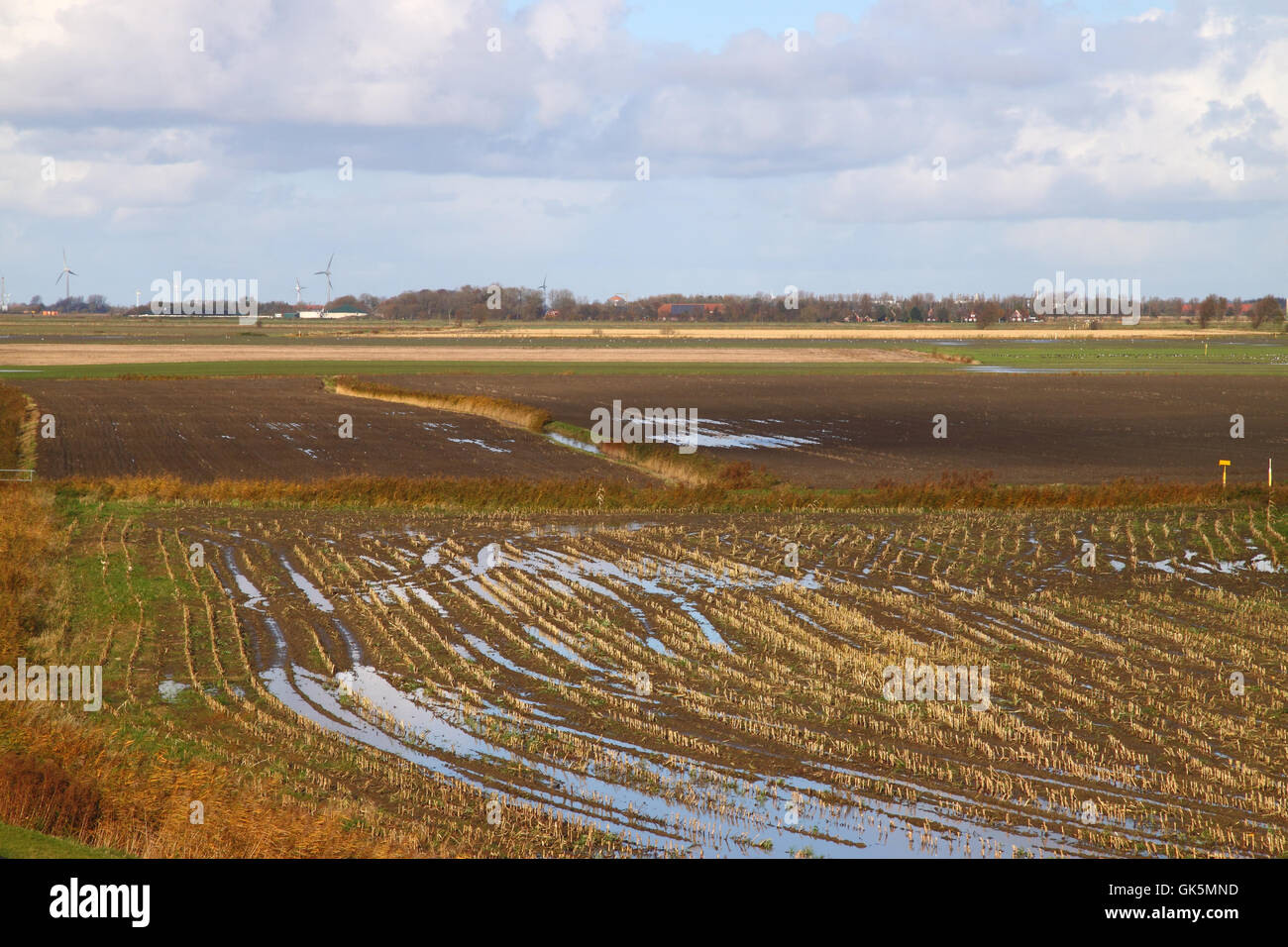 Baum Bäume Feld Stockfoto