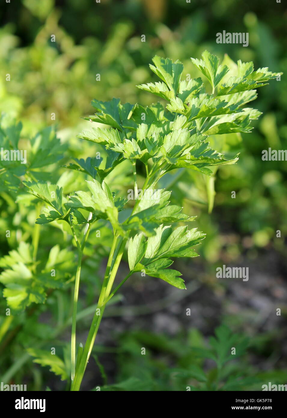 Curly-leaved Petersilie Stockfoto