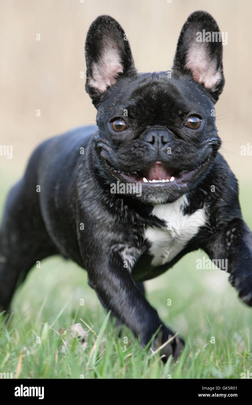 Rennende bulldog Stockfoto