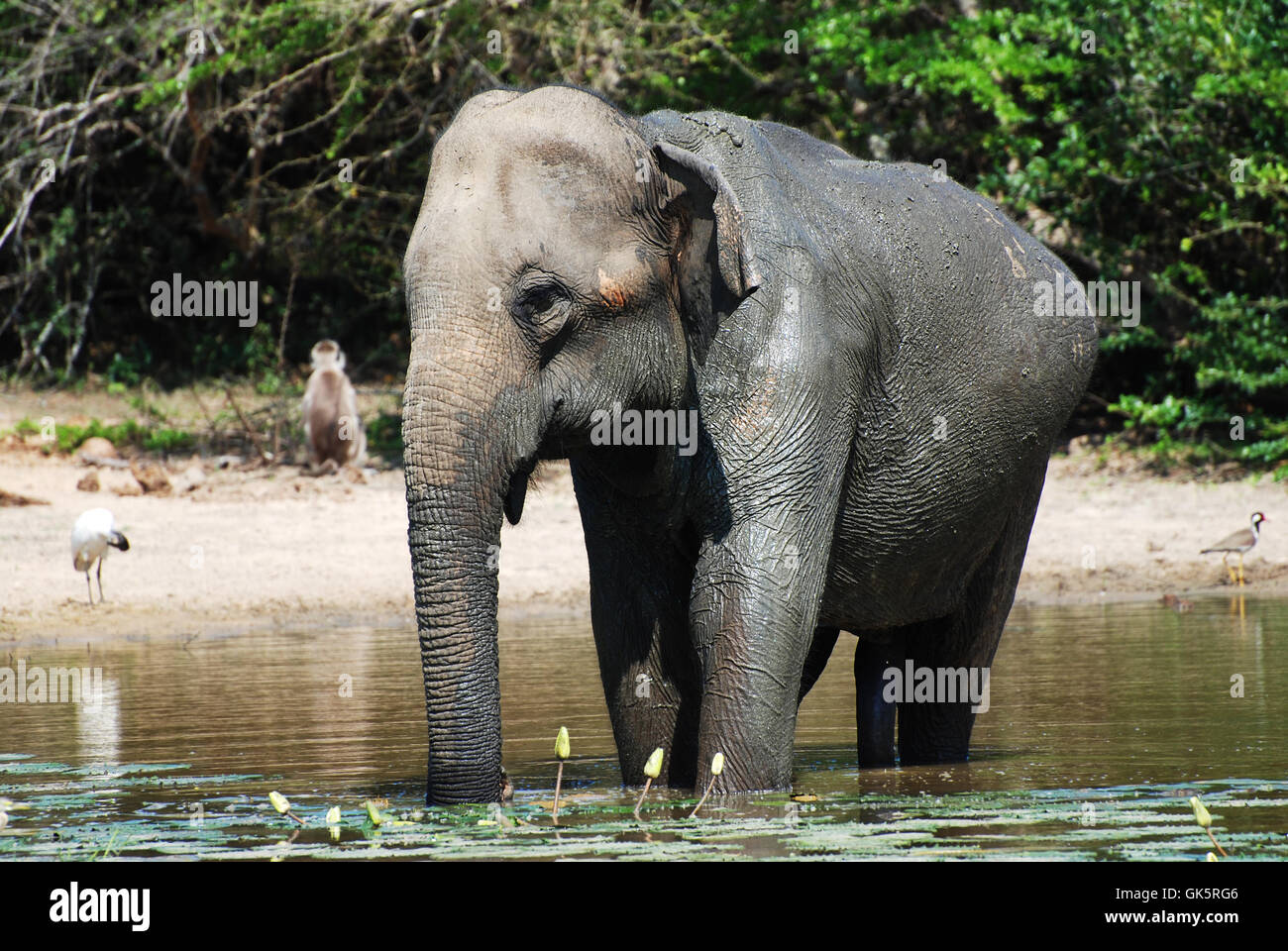 frisches Wasser Tier Elefant Stockfoto