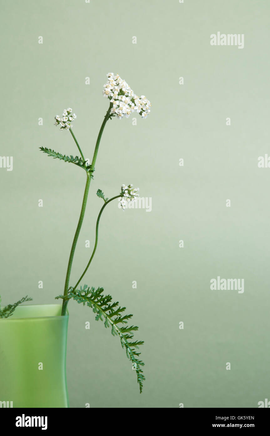 Achillea Blumen auf grünem Hintergrund, Nahaufnahme Stockfoto