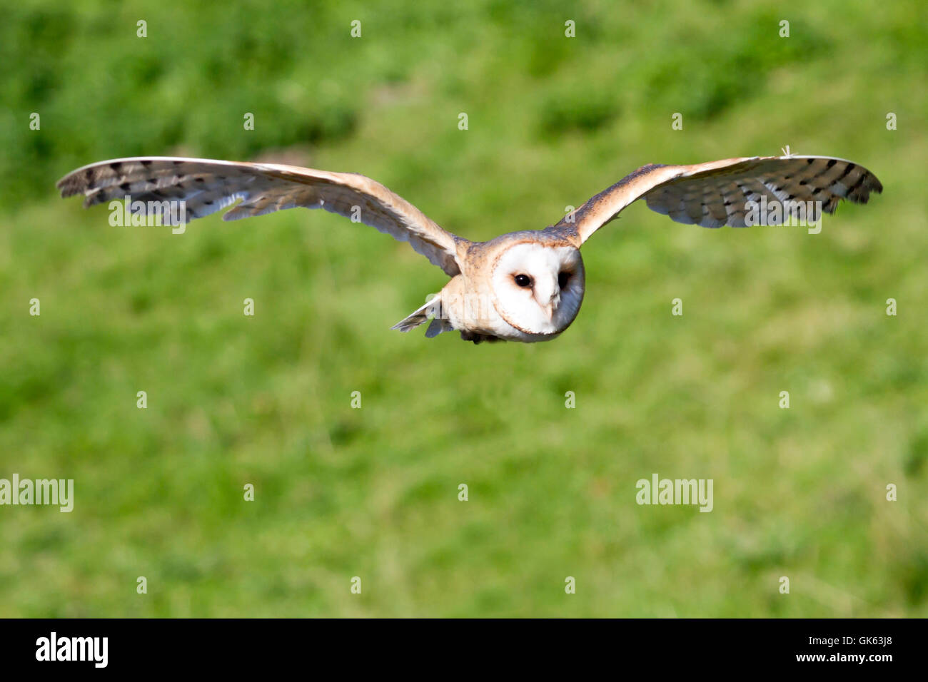 Flug Eule Eulen Stockfoto