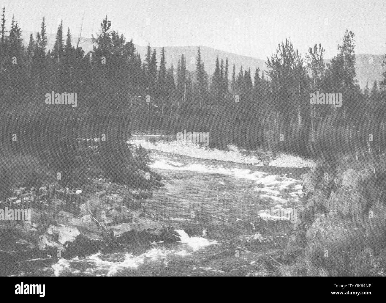 49009 Skookumchuck River, einem Nebenfluss des Oberlaufs des Kootenay River, einem berühmten Forellenbach Stockfoto