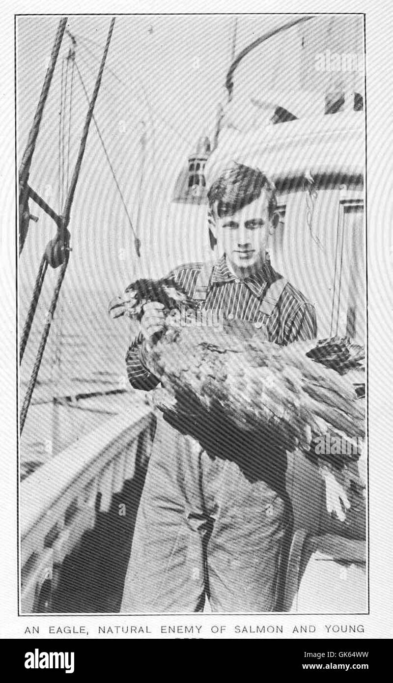 Adler sind natürliche Raubtiere von Lachsen und jungen Hirschen und spielen eine entscheidende Rolle bei der Erhaltung des Gleichgewichts der Ökosysteme durch die Regulierung der Populationen dieser Arten. Stockfoto