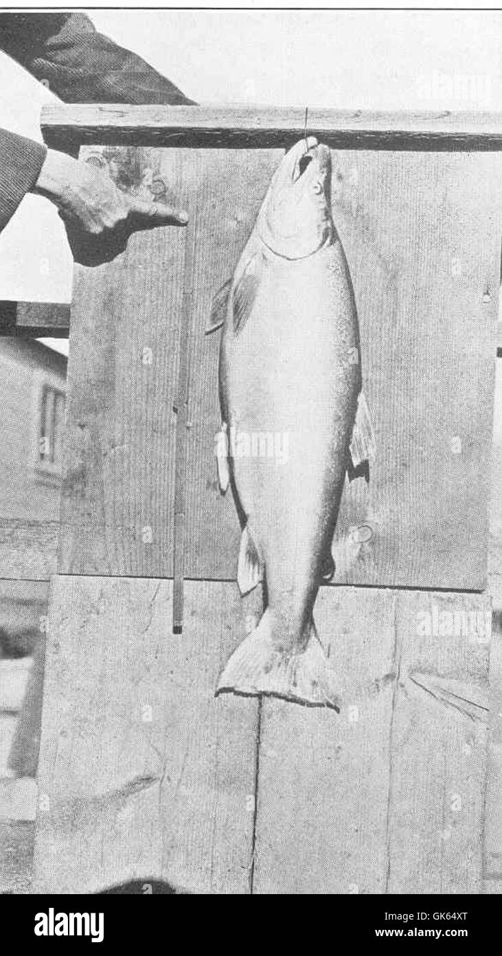 Die Dolly Varden-Forelle (*Salvelinus malma*) aus dem Stikine River wiegt 9 Pfund 1 Unze. Dieser Süßwasserfisch kommt in kalten nördlichen Flüssen vor und ist bekannt für seine lebhafte Färbung und wertvolle ökologische Rolle in aquatischen Ökosystemen. Stockfoto