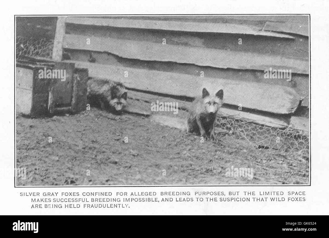 Silbergraue Füchse werden in einem kleinen Raum für angebliche Zuchtzwecke gefangen gehalten. Allerdings verhindert das begrenzte Umfeld eine erfolgreiche Zucht, was Bedenken hinsichtlich des Tierschutzes und der Bedingungen in Gefangenschaft aufwirft. Stockfoto
