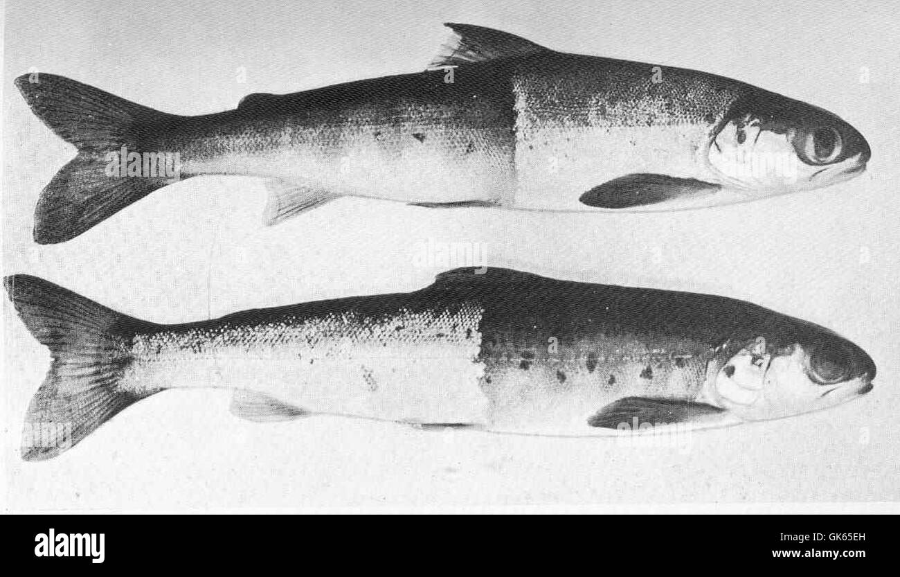 49484 Jungfische, mit der Waage abgenommen, zeigen das Parr, Bands und Flecken von der parr Stockfoto