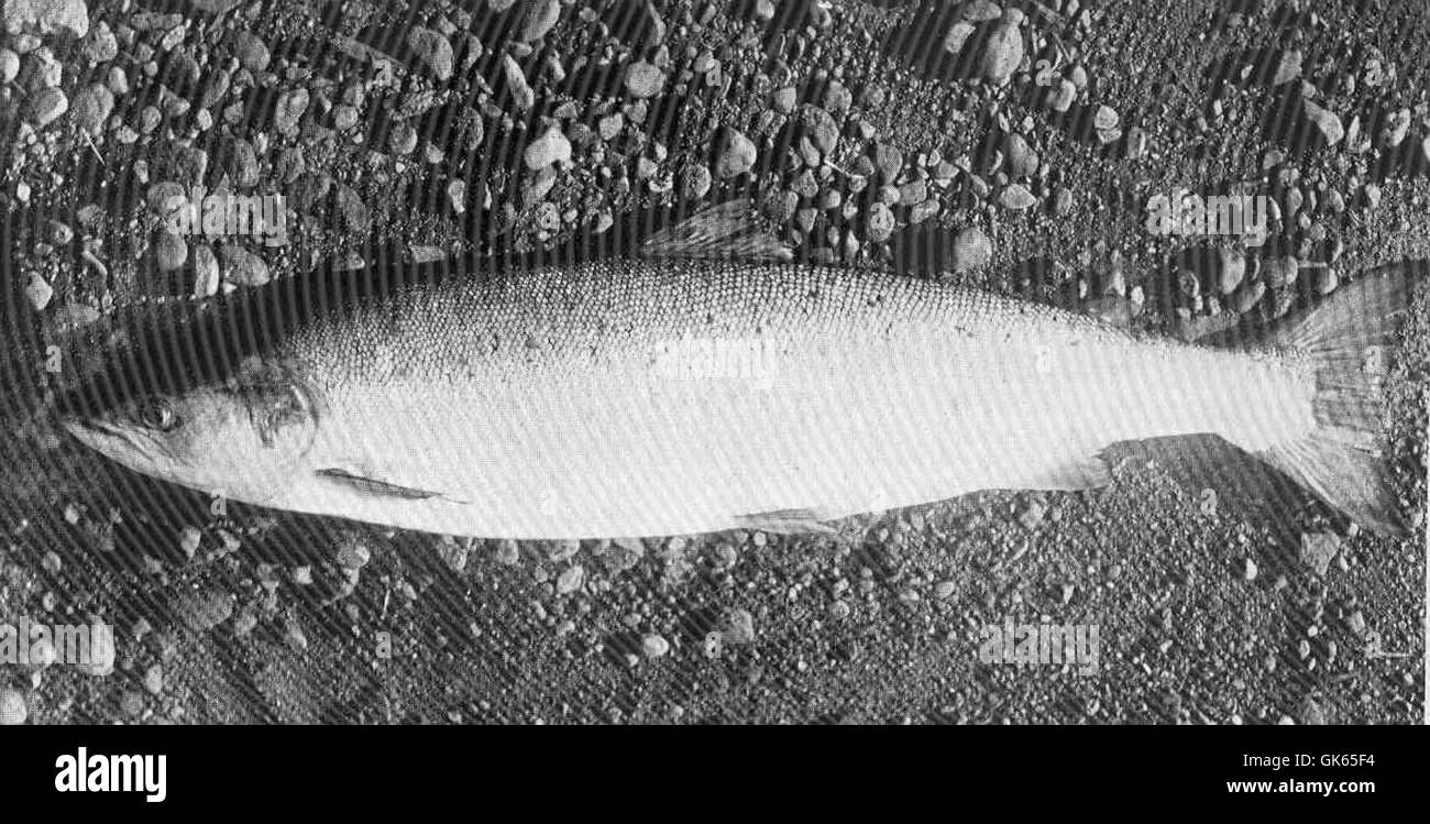 Dieses historische Foto zeigt eine 9 kg schwere weibliche Grilse, die am 1. August 1906 im Fluss Tay gefangen wurde. Der Fluss Tay ist bekannt für seine Lachspopulation, und dieses Exemplar ist ein klassisches Beispiel für eine Grilse, die während der Lachsfischsaison gefangen wurde. Stockfoto