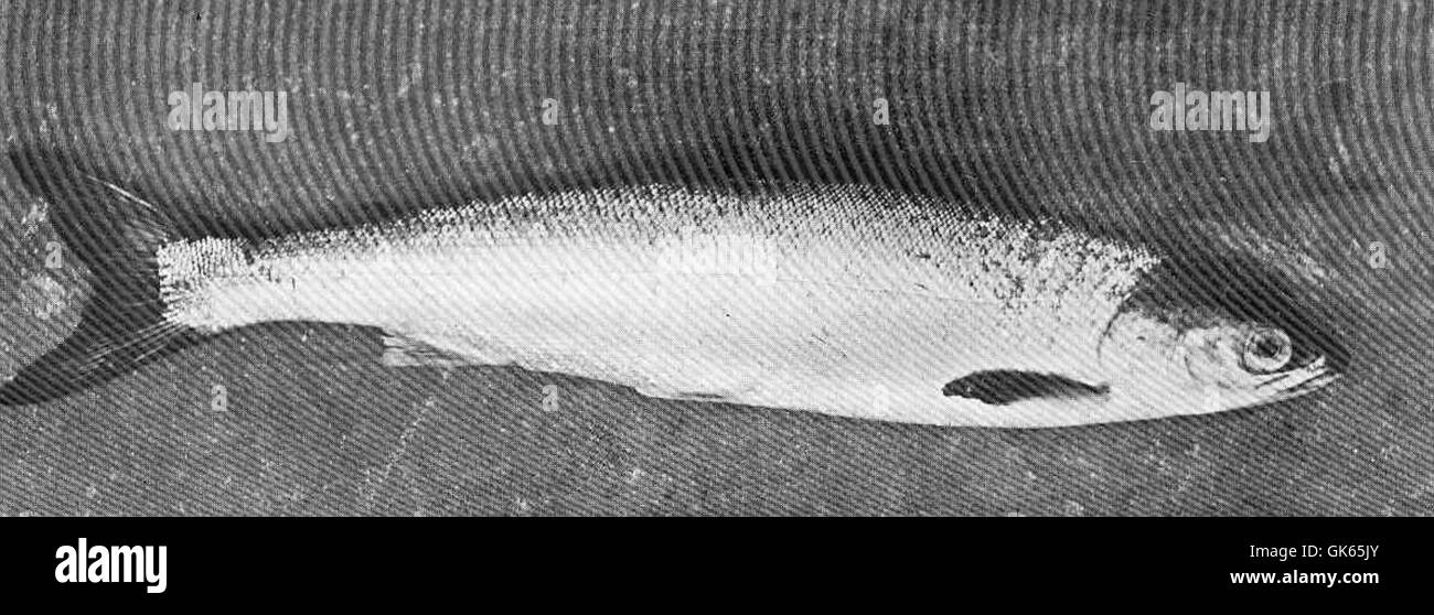 Ein 4-Unzen-Smolt, ein junger Lachs, der nach dem Übergang in ein Smolt-Stadium im August 1907 fünf Monate in Bertha Lock eingesperrt war und bei Studien zum Fischwachstum und zur Migration verwendet wurde. Stockfoto