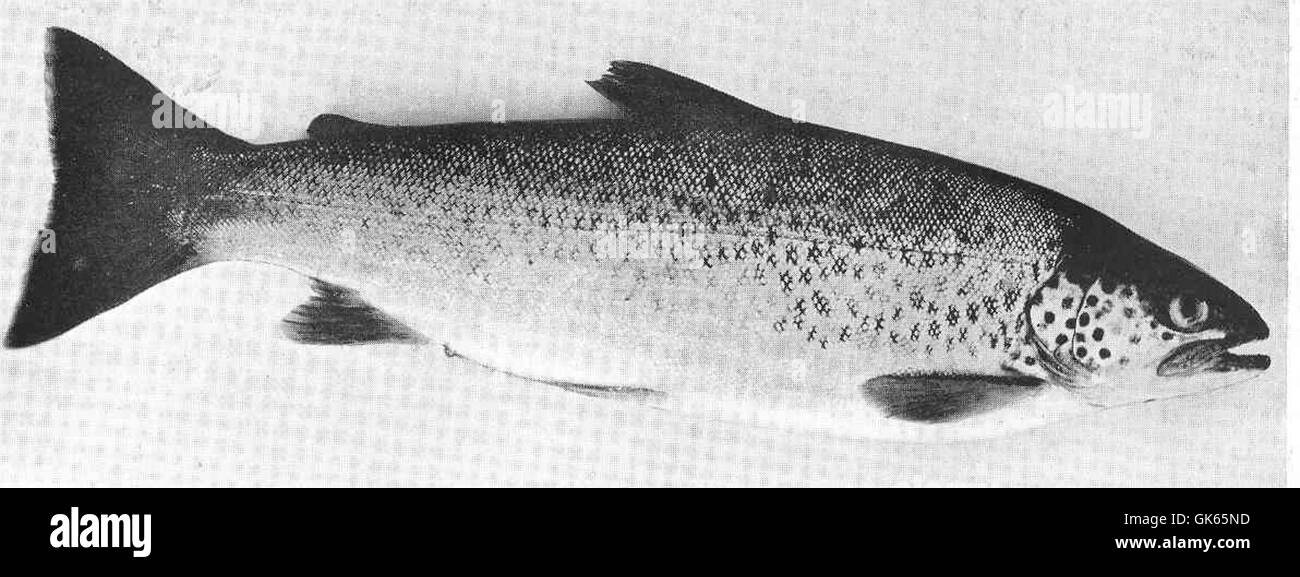 Dieses Bild zeigt eine 5 Pfund schwere Loch Crosophuill-Forelle, die 1900 in Sutherland gefangen wurde. Die Loch Crosophuill Forelle ist bekannt für ihre Größe und ist eine bedeutende Art in der schottischen Fischerei. Stockfoto