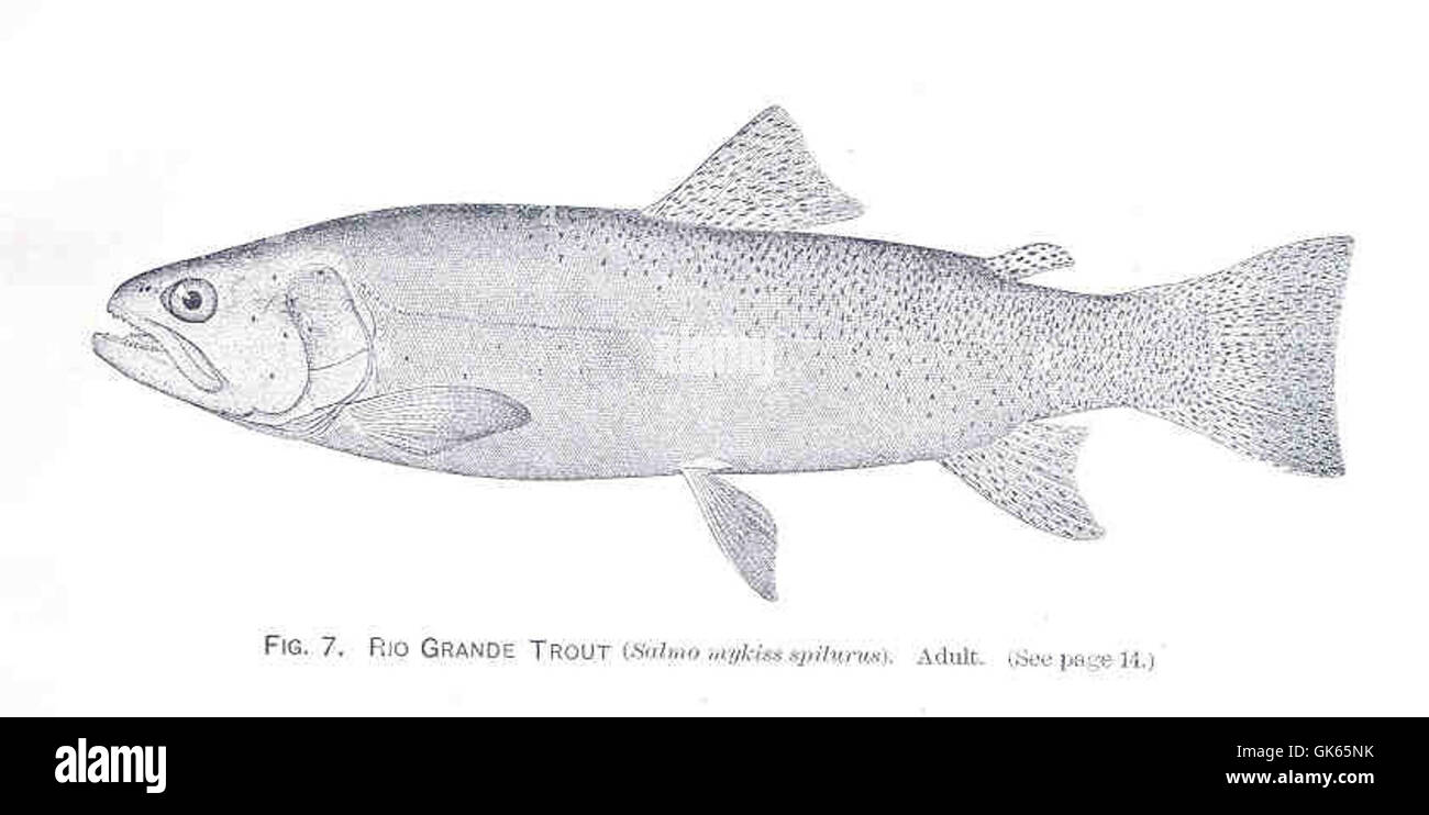 Die Rio Grande Forelle, eine Unterart der Regenbogenforellen (Salmo mykiss spilurus), ist im Rio Grande River System zu finden. Sie ist eine wichtige Art für den Schutz und die Forschung. Stockfoto