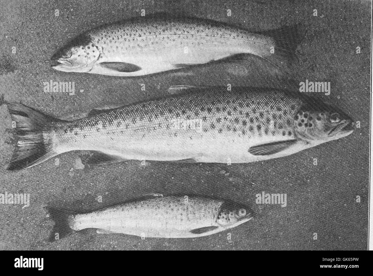 „49673 Loch Leven Forelle“ ist eine Aufzeichnung verschiedener Größenklassen von Forelle aus Loch Leven, die das Wachstum von Fischen in verschiedenen Altersgruppen feststellt. Die größte Forelle wog nach 4 Jahren und 4 Monaten 2 Pfund. Stockfoto