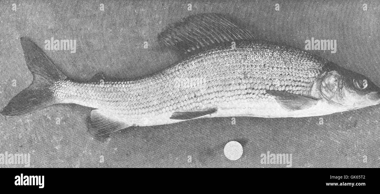 49700 1 12 lb verformt Äsche, gefangen in den Fluss Isla Oktober 1908 Stockfoto